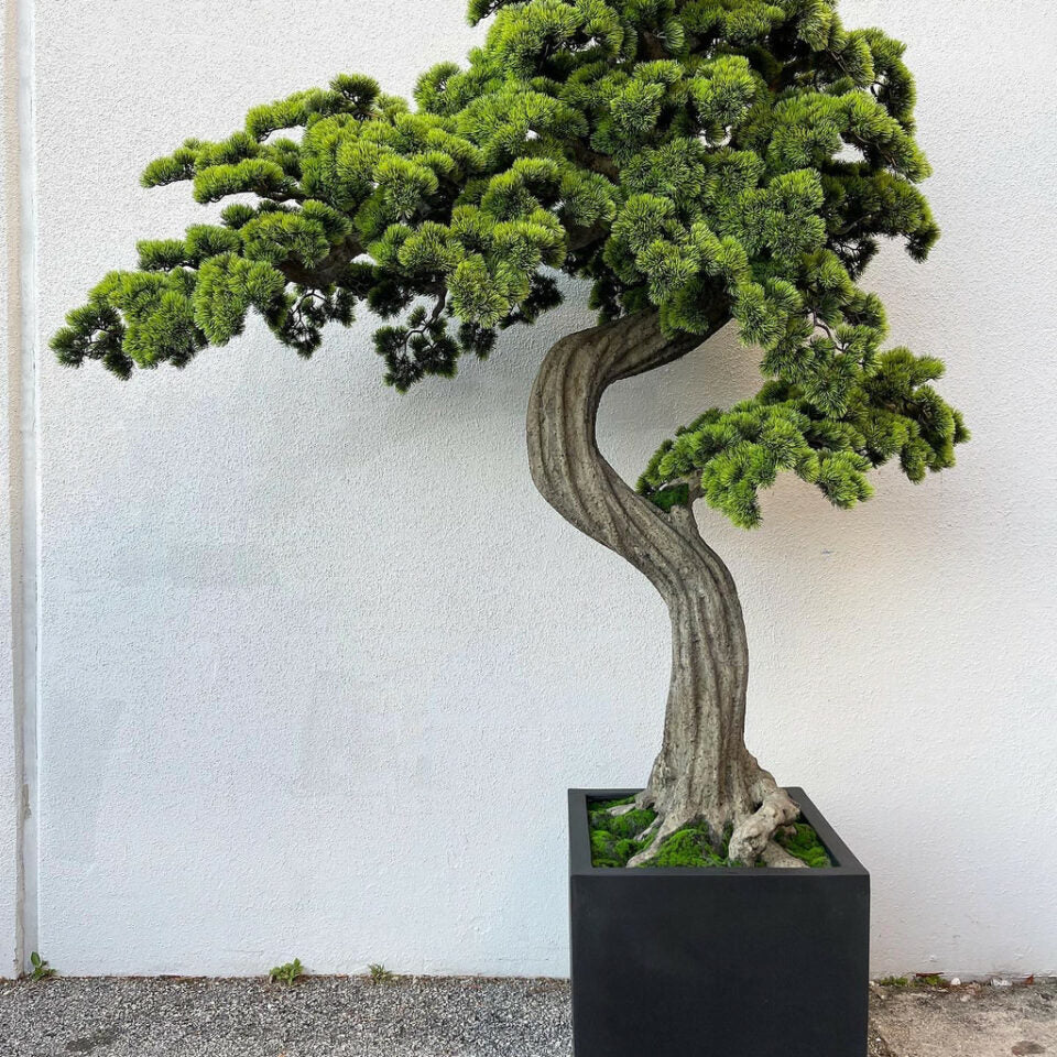 Large Block M Bonsai Tree – The Ever Botanic