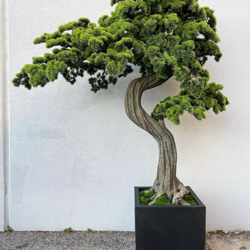 Large Block M Bonsai Tree – The Ever Botanic