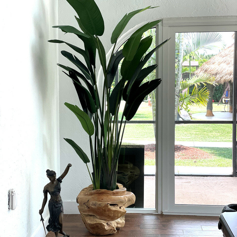 Large Teak Root Vase with Large Bird of Paradise – The Ever Botanic