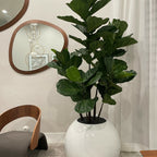 White Globe Vase with Fiddle Leaf Fig – 180 cm – The Ever Botanic