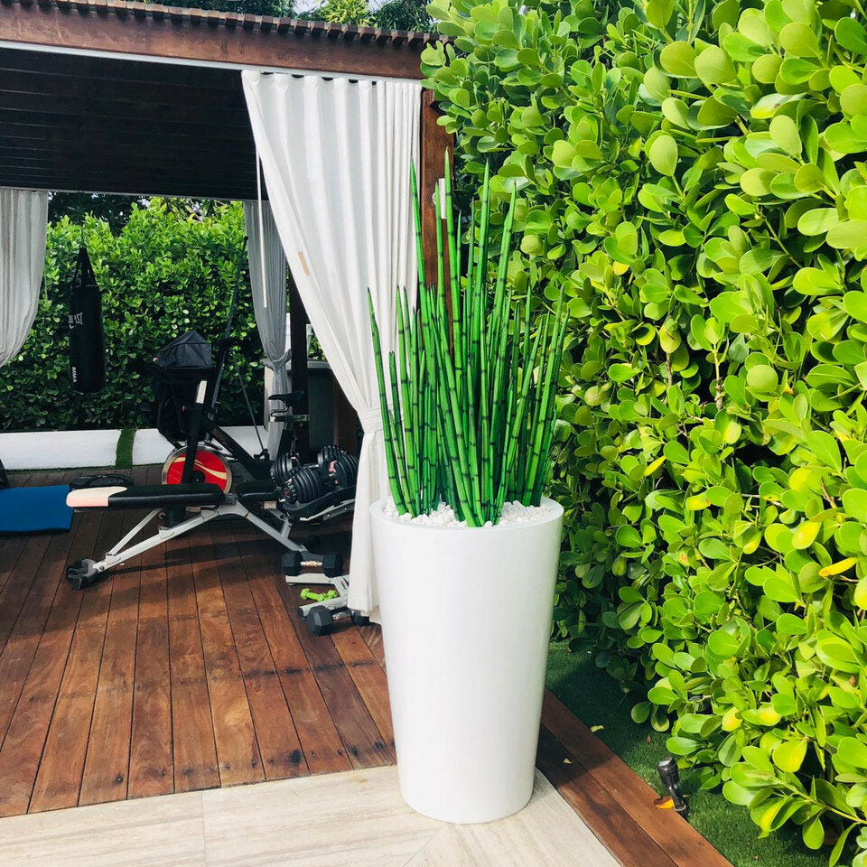 Cobra Grass Planter (4 Feet) with Belle L – The Ever Botanic