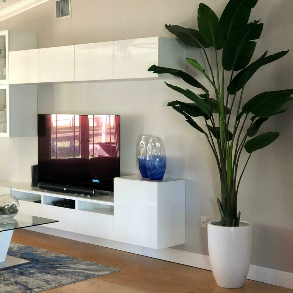 2.7 m Bird of Paradise Plant with Ben Planter in Glossy White – The Ever Botanic
