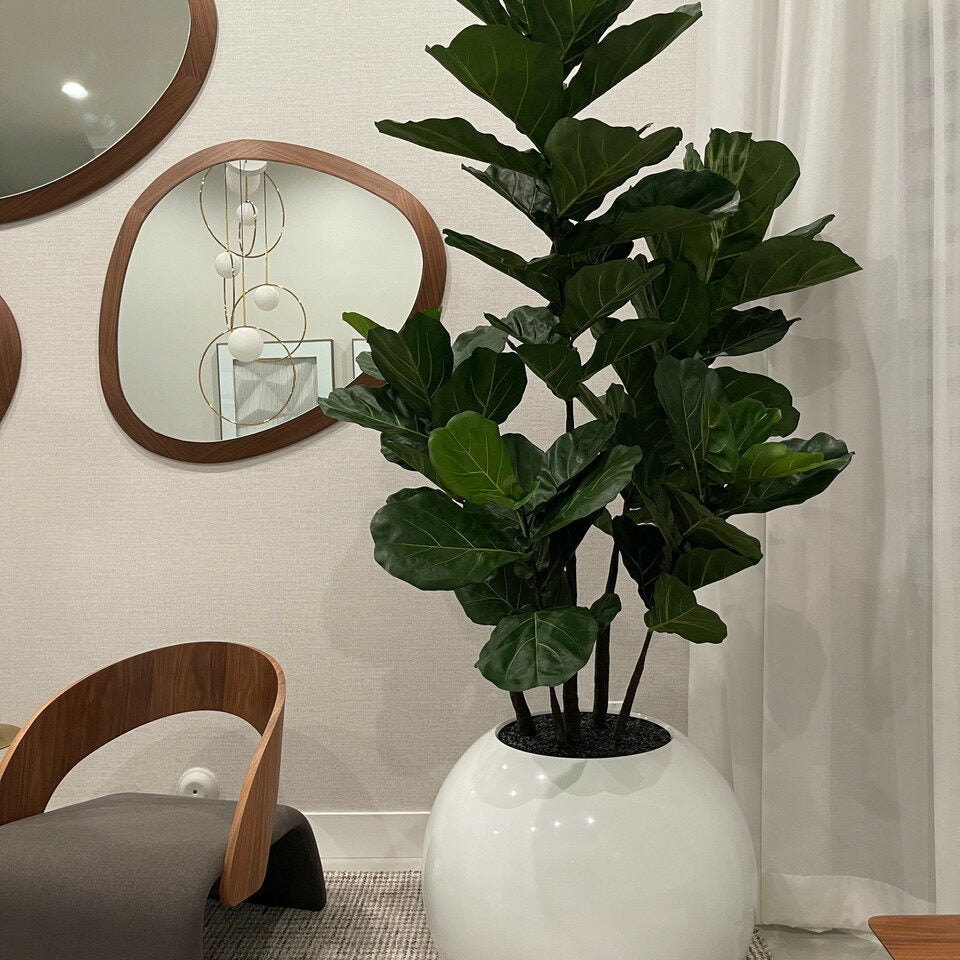 White Globe Vase with Fiddle Leaf Fig – 180 cm – The Ever Botanic