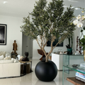 Olive Tree in Matte Black Pot – The Ever Botanic