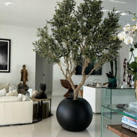 Olive Trees