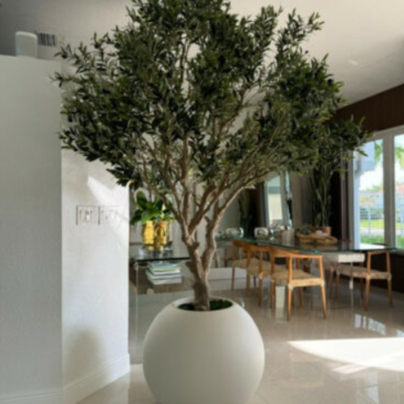 Olive tree in matte beige pot – The Ever Botanic