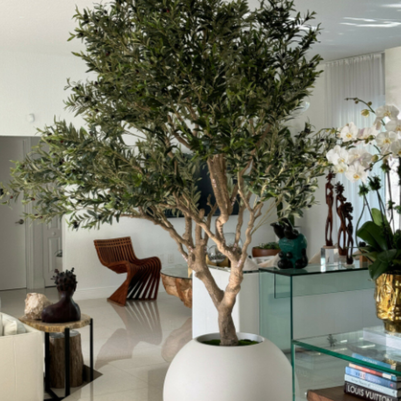 Olive tree in matte beige pot – The Ever Botanic