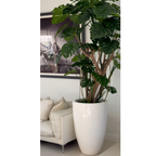 Monstera Plant in High-Gloss White Pot – The Ever Botanic