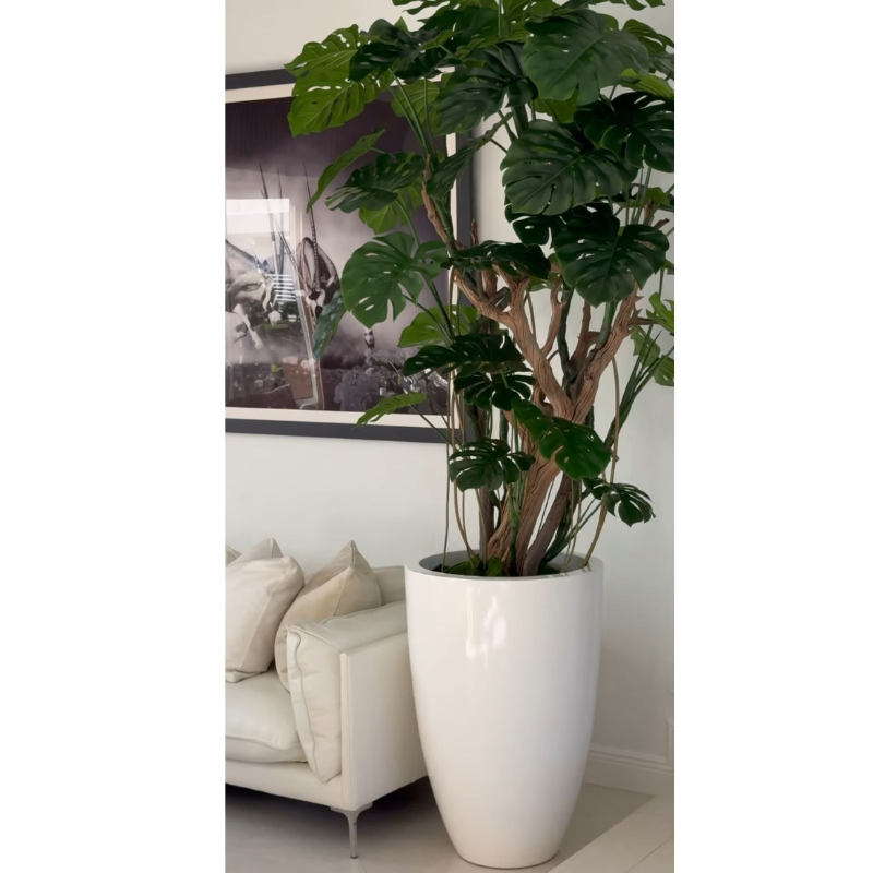 Monstera Plant in High-Gloss White Pot – The Ever Botanic