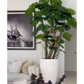 Monstera Plant in High-Gloss White Pot – The Ever Botanic