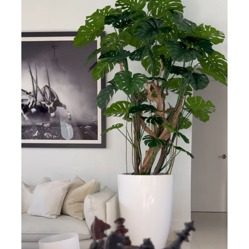 Monstera Plant in High-Gloss White Pot – The Ever Botanic