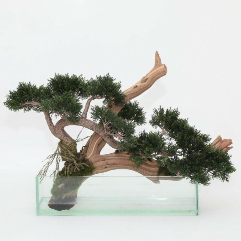 Creeping Juniper Bonsai in Glass Pot – The Ever Botanic