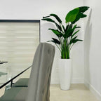 2.1 m Bird of Paradise Plant with Dax L Pot – The Ever Botanic