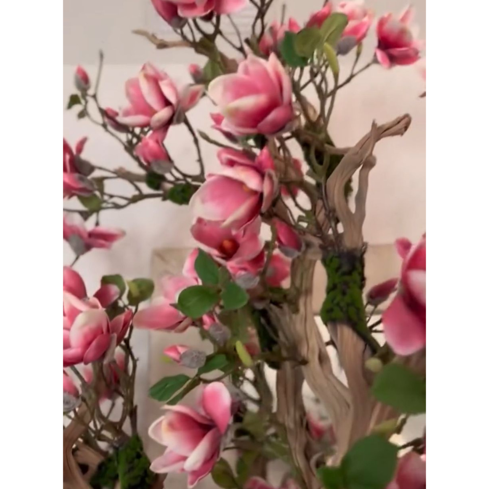 Pink Magnolia Tree in St. Tropez Pot in Radiant White – The Ever Botanic