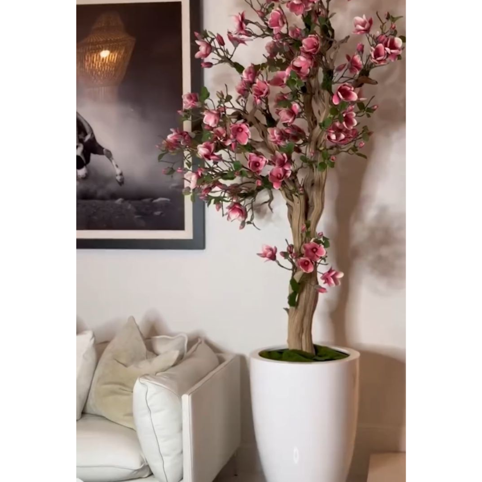 Pink Magnolia Tree in St. Tropez Pot in Radiant White – The Ever Botanic
