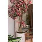 Pink Magnolia Tree in St. Tropez Pot in Radiant White – The Ever Botanic