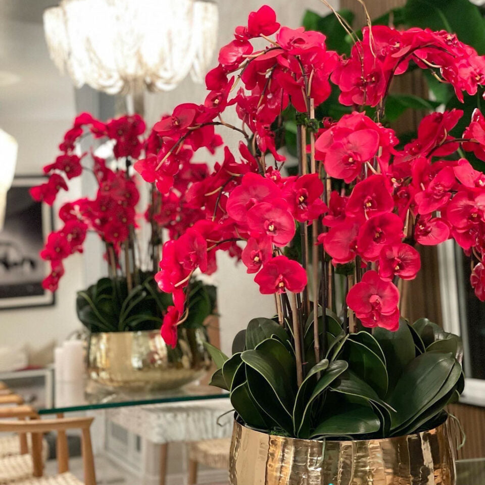 Red Phalaenopsis Orchids in a Medium Gold Pot – The Ever Botanic