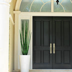 Cobra Grass (63 ") with Belle M Planter – The Ever Botanic