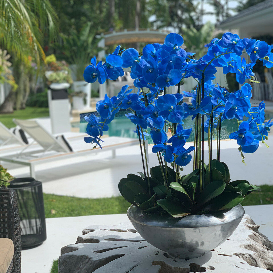 Avenue Bowl with Blue Phalaenopsis Orchids – The Ever Botanic