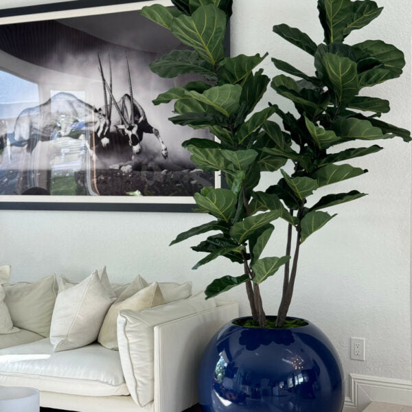 Blue Globe Planter with Fiddle Leaf Fig – The Ever Botanic