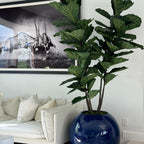 30" Blue Globe Planter with Fiddle Leaf Fig – The Ever Botanic