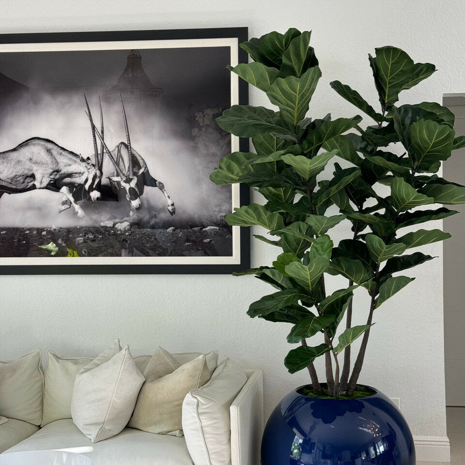 30" Blue Globe Planter with Fiddle Leaf Fig – The Ever Botanic