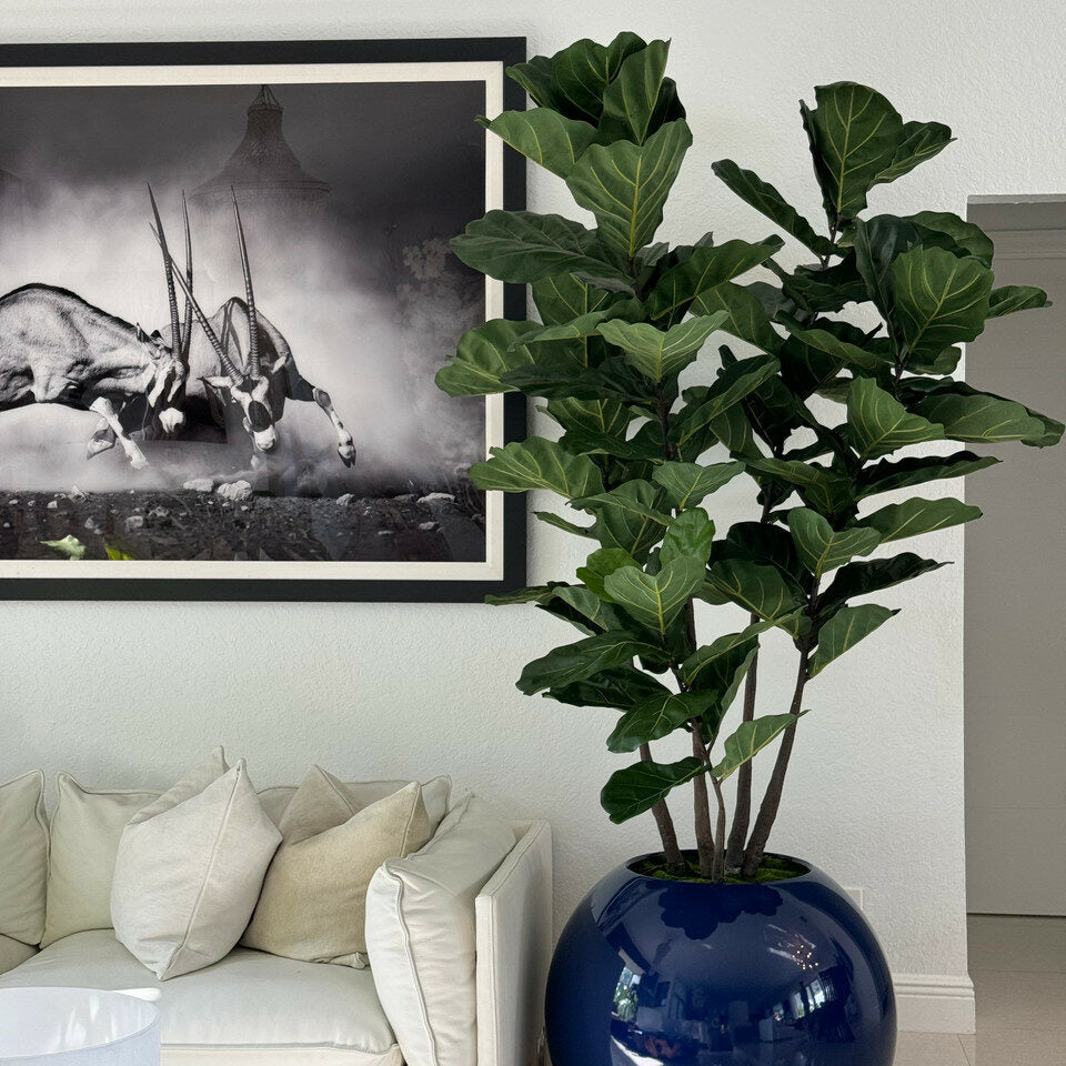 30" Blue Globe Planter with Fiddle Leaf Fig – The Ever Botanic