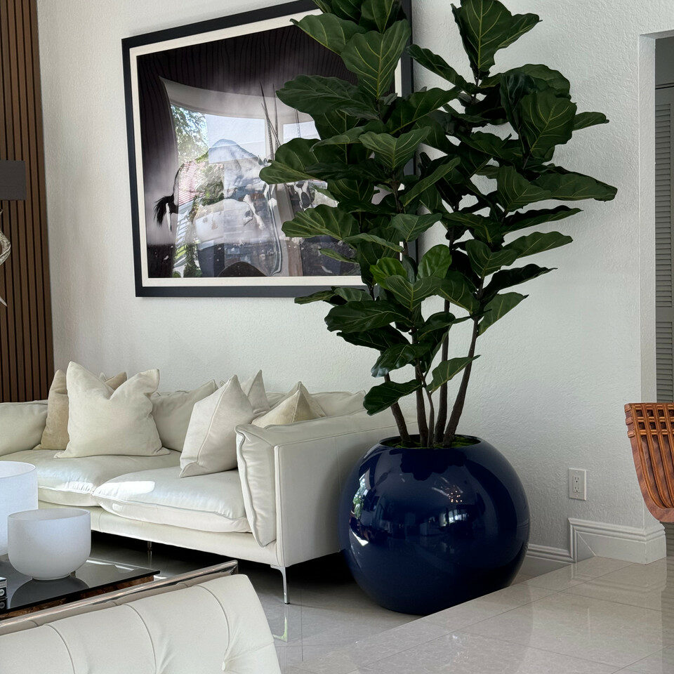 30" Blue Globe Planter with Fiddle Leaf Fig – The Ever Botanic