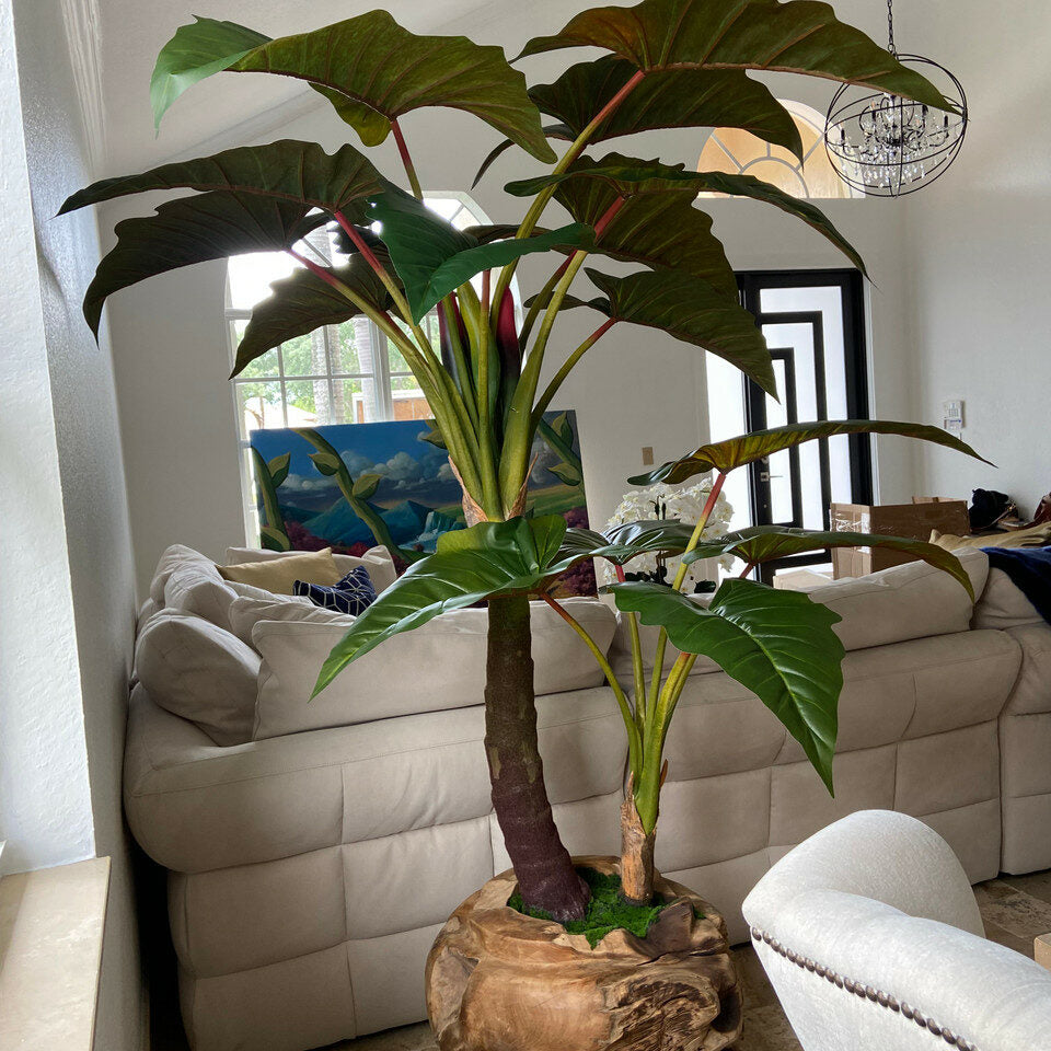 Large Teak Wood Bowl with Alocasia Plant – The Ever Botanic