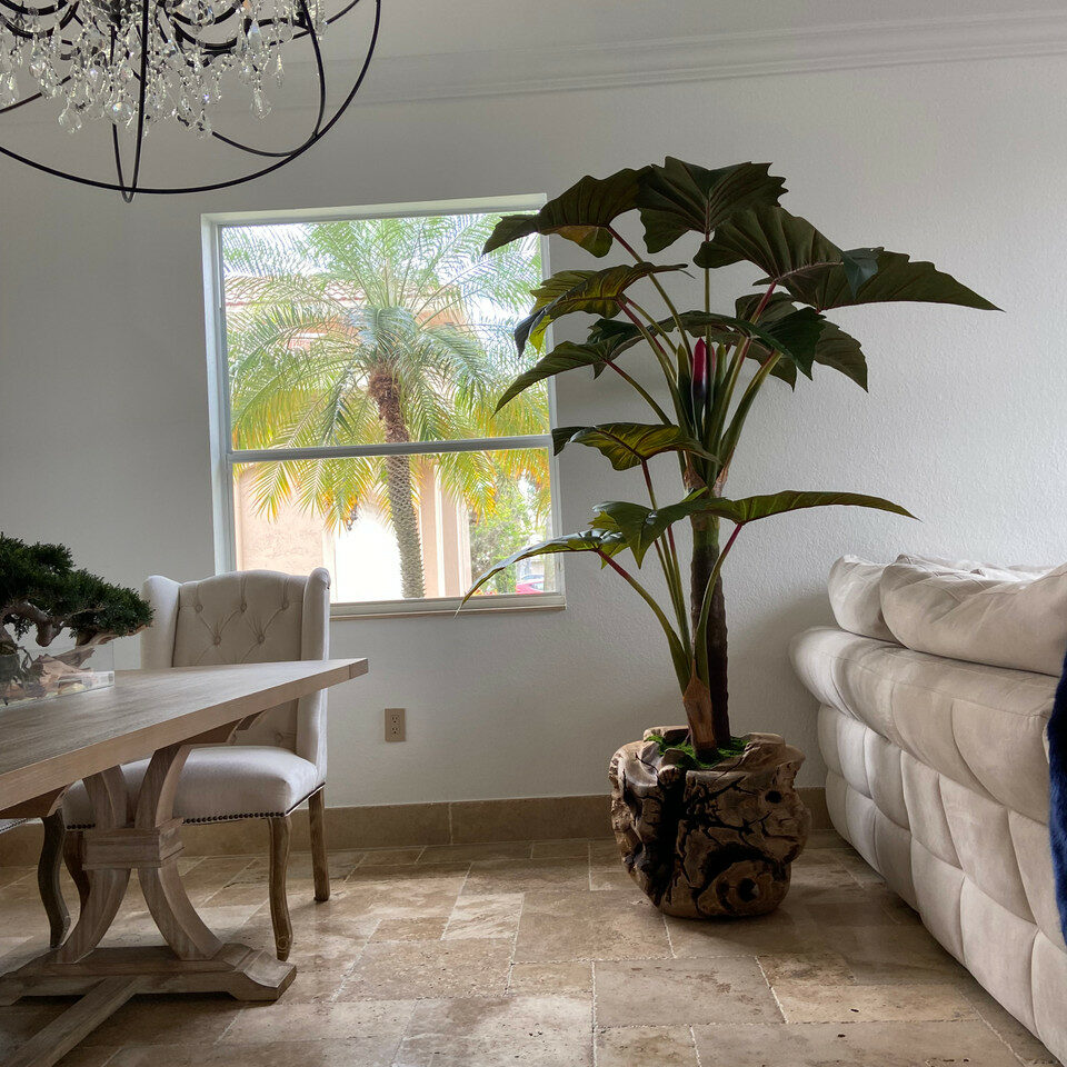 Large teak bowl with Alocasia plant – The Ever Botanic
