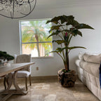 Large teak bowl with Alocasia plant – The Ever Botanic