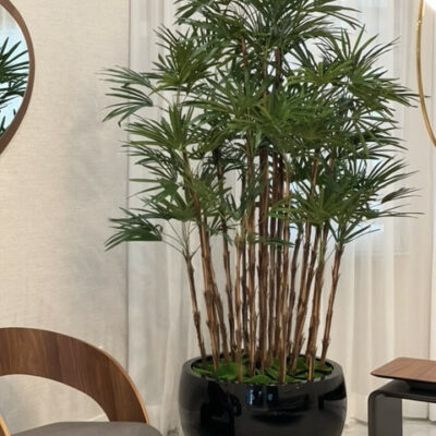 Lady Palm in Black Terragona Planter – The Ever Botanic