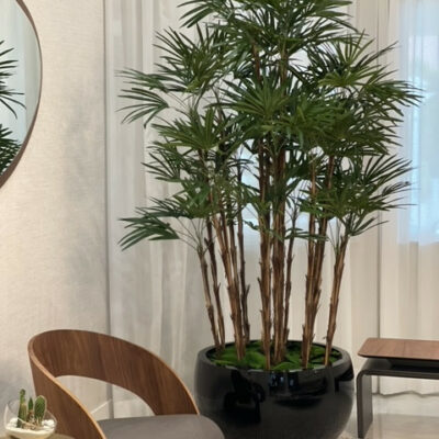 Lady Palm in Black Terragona Planter – The Ever Botanic