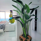 Large Teak Root Vase with Large Bird of Paradise – The Ever Botanic