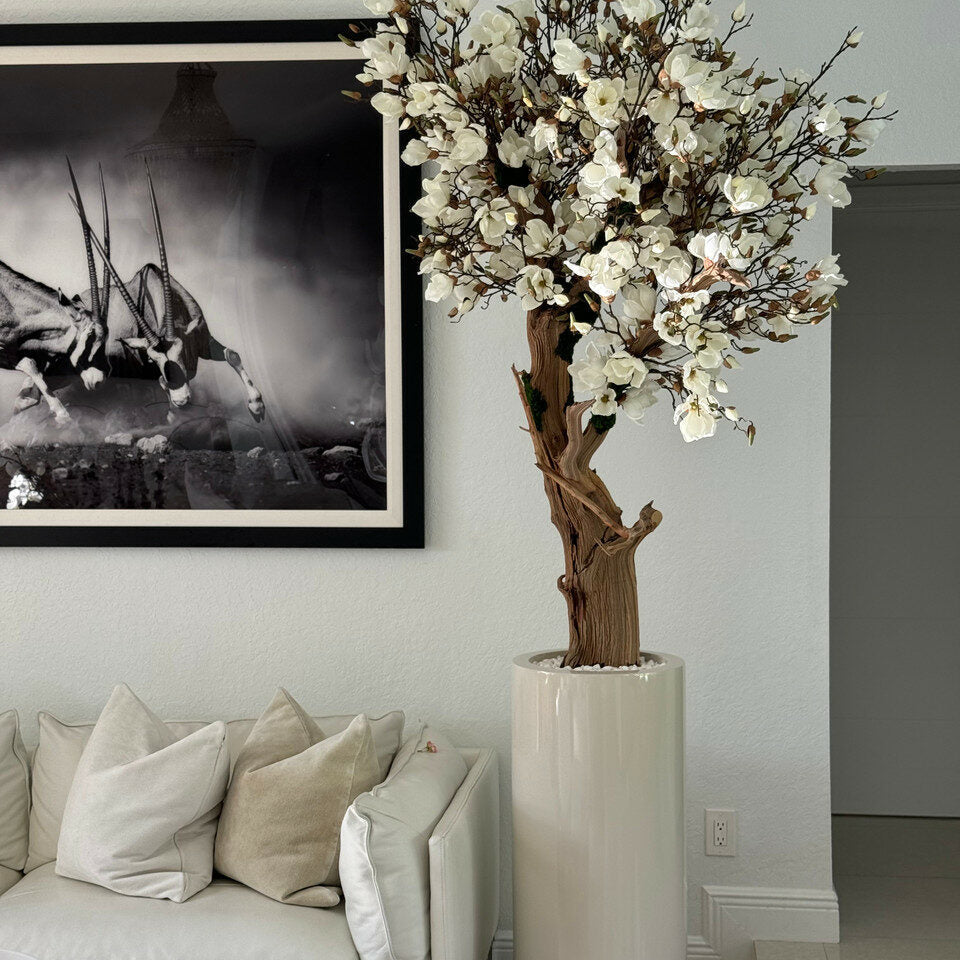 White Magnolia Tree in Pot St. Tropez Bright Beige – The Ever Botanic