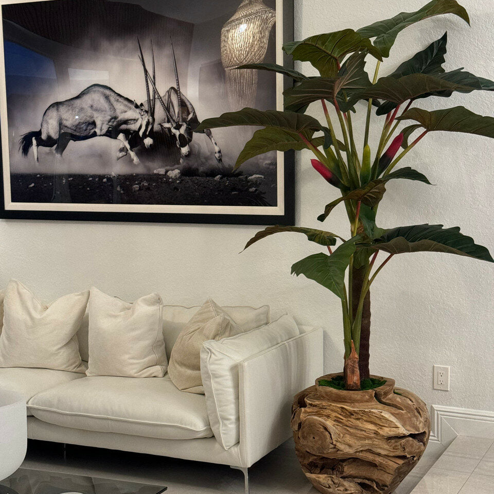 Large Teak Wood Bowl with Alocasia Plant – The Ever Botanic