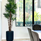 Palm tree in XL black pot – The Ever Botanic