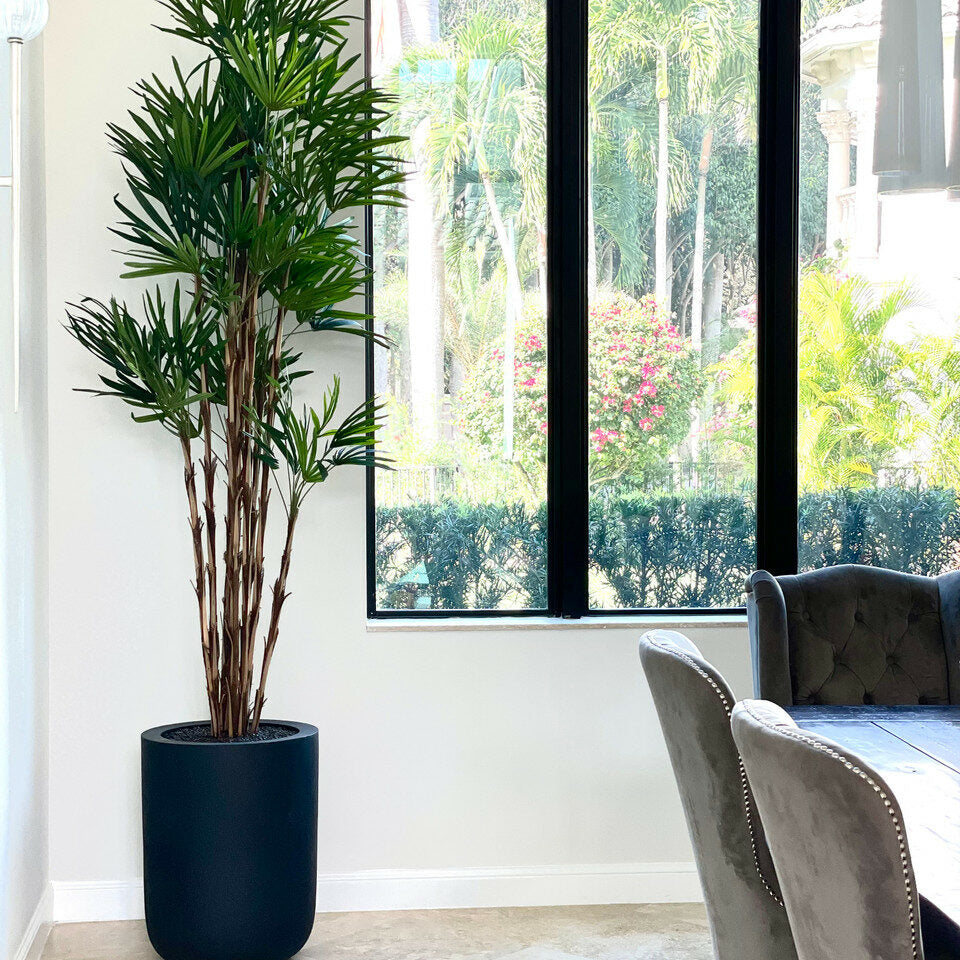 Palm tree in XL black pot – The Ever Botanic