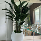 Bird of Paradise Plant in White Spiral Vase – The Ever Botanic