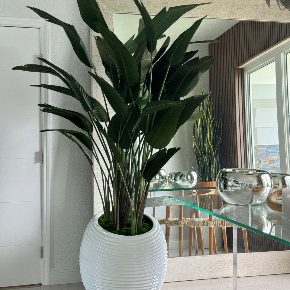 Bird of Paradise in White Spiral Pot – The Ever Botanic