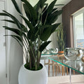 Bird of Paradise Plant in White Spiral Vase – The Ever Botanic