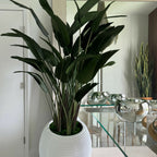 Bird of Paradise in White Spiral Pot – The Ever Botanic