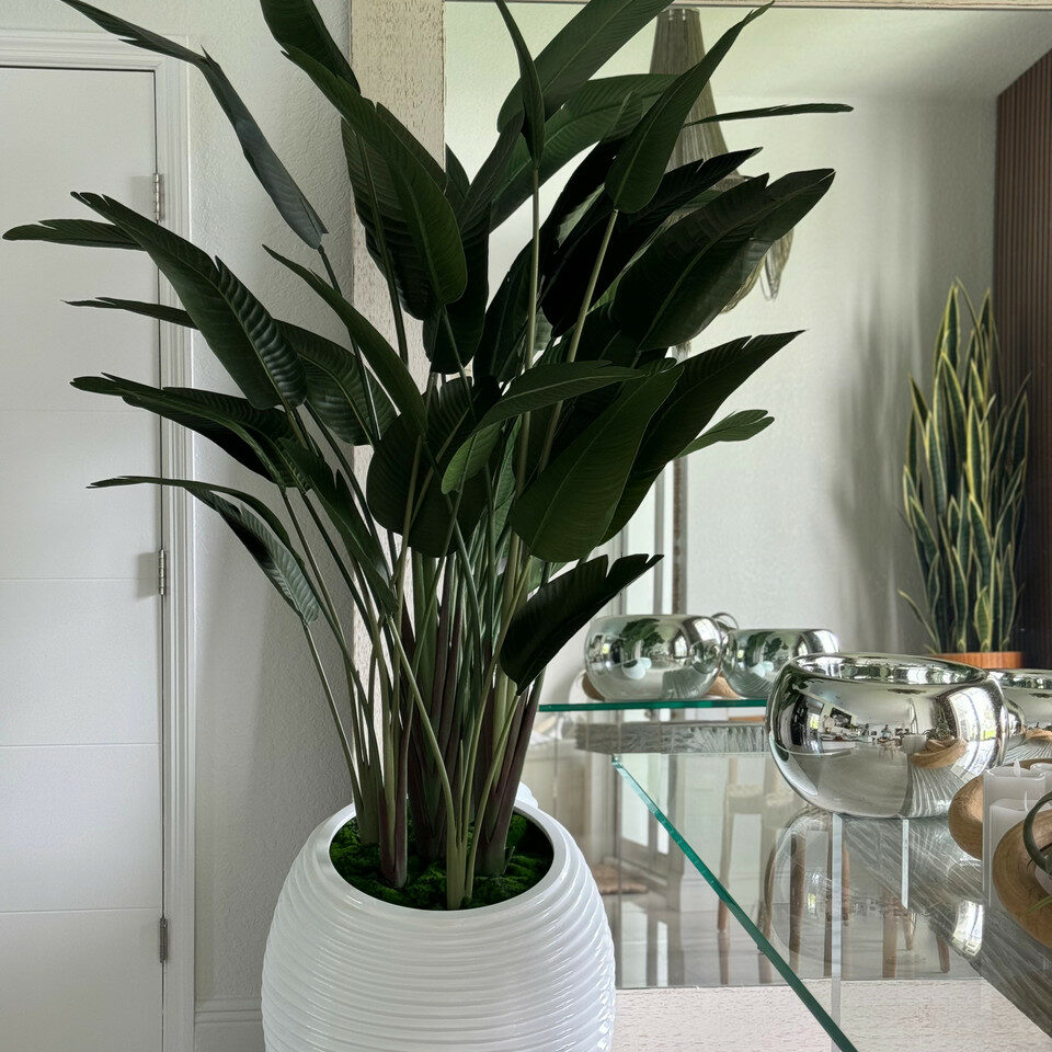 Bird of Paradise in White Spiral Pot – The Ever Botanic