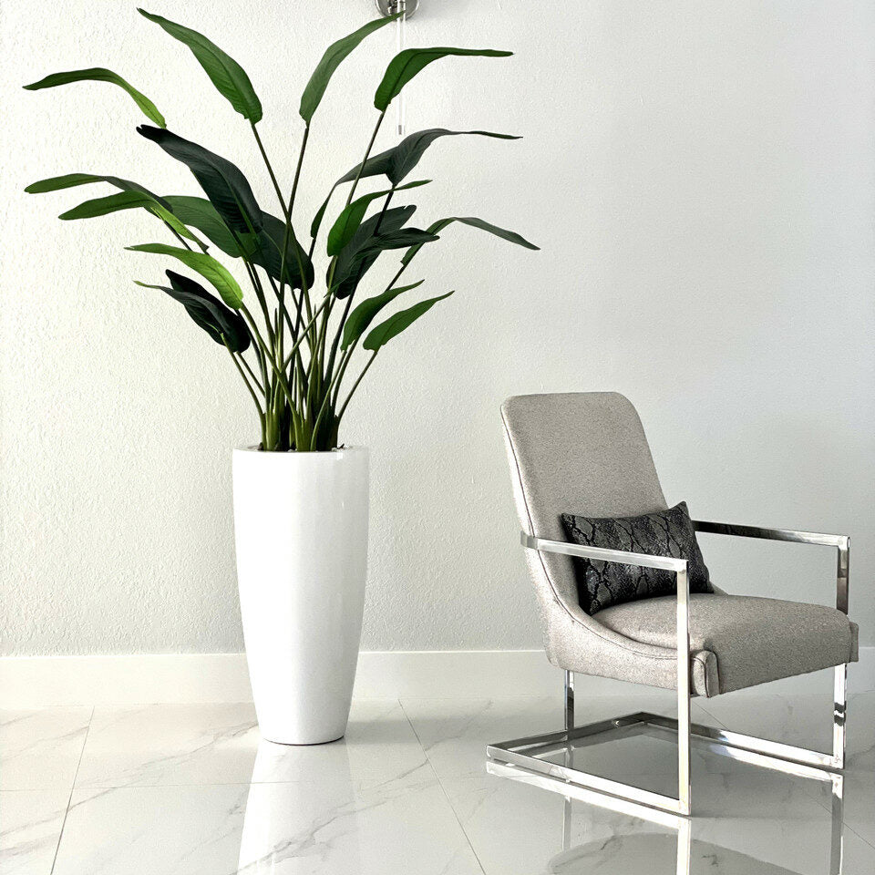 2.1 m Bird of Paradise Plant with Dax L Pot – The Ever Botanic
