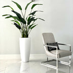 Bird of Paradise Plant 7 Feet with Dax Pot L – The Ever Botanic