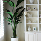 2.7 m Bird of Paradise Plant with Ben Planter in Glossy White – The Ever Botanic