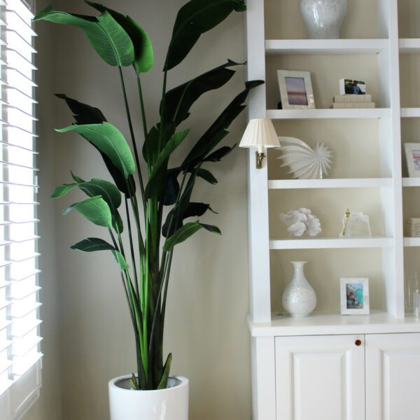 2.7 m Bird of Paradise Plant with Ben Planter in Glossy White – The Ever Botanic