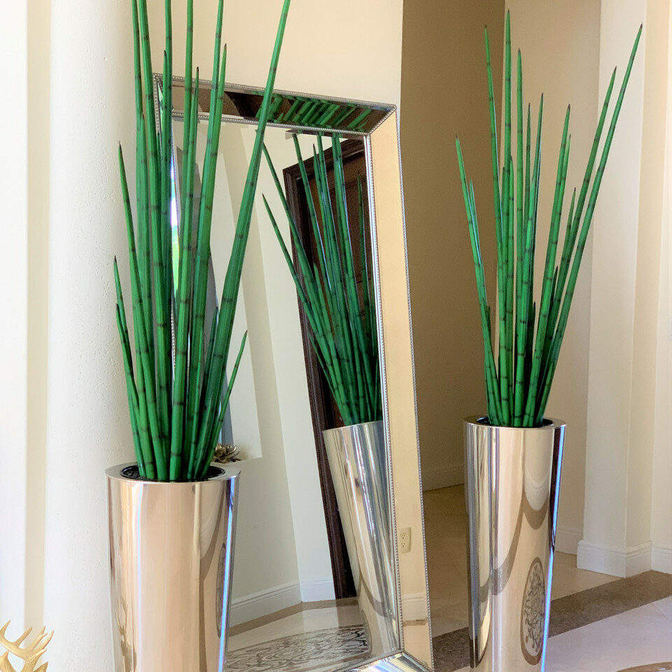 Large, Polished Stainless Steel Pot with Large Snake Grass Plant – The Ever Botanic