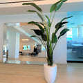 2.74 m Bird of Paradise with Ben Pot in Glossy White – The Ever Botanic