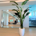 2.74 m Bird of Paradise with Ben Pot in Glossy White – The Ever Botanic